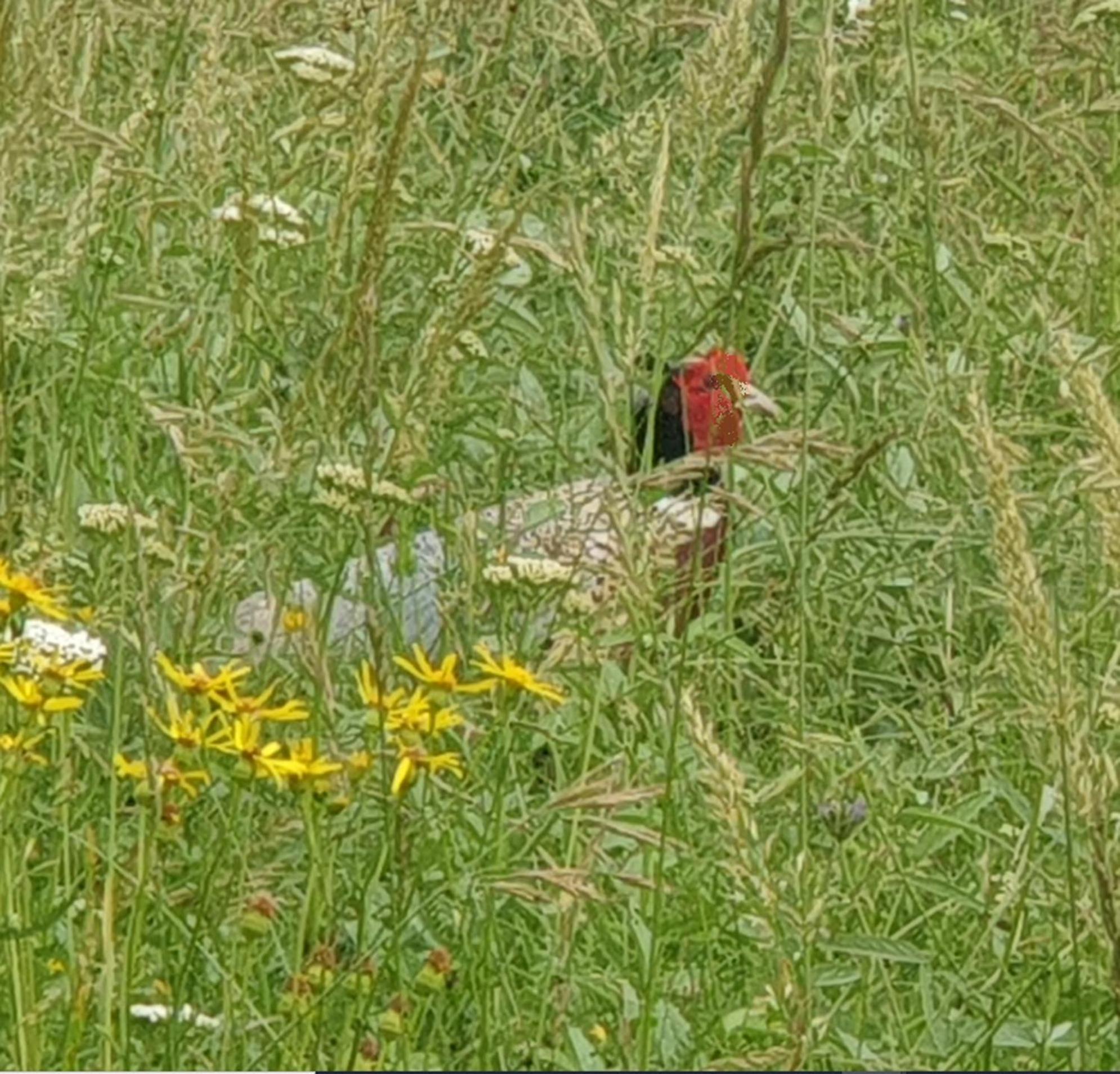 Seuls En Pleine Nature - Gite La Cote Blanche Puygaillard-de-Quercy Bagian luar foto
